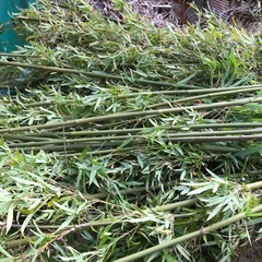 切り落とした竹
の画像