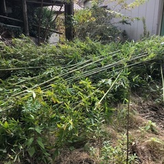 切り落とした竹
の画像