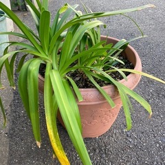 No.8 アガパンサス　植物 植木鉢　青紫の花  の画像