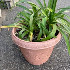 No.8 アガパンサス　植物 植木鉢　青紫の花  の画像