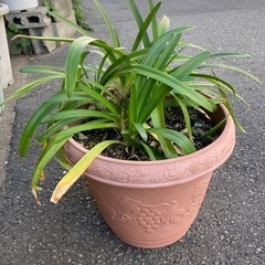 No.8 アガパンサス　植物 植木鉢　青紫の花  の画像