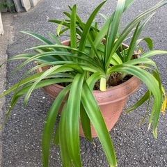 No.8 アガパンサス　植物 植木鉢　青紫の花  の画像