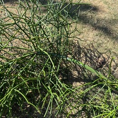 ミルクブッシュの画像