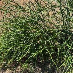 ミルクブッシュの画像