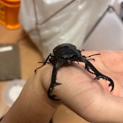 ギラファノコギリクワガタ100mmの画像