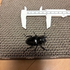 ギラファノコギリクワガタ100mmの画像