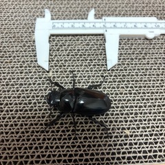 ギラファノコギリクワガタ100mmの画像