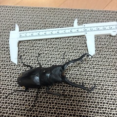 ギラファノコギリクワガタ100mmの画像