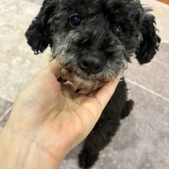トイプー７歳♀