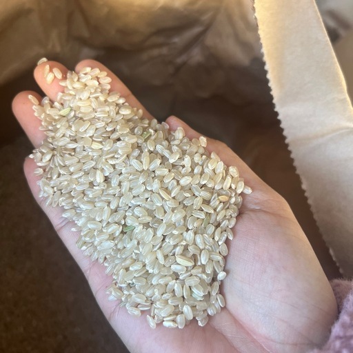 新米　キヌヒカリ　玄米