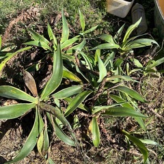 アガベ　ベネズエラの画像