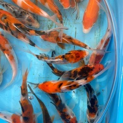 どれでも1匹200円の画像