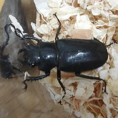 【成虫】メタリフェルホソアカクワガタ （トリオ♂♀♀）の画像