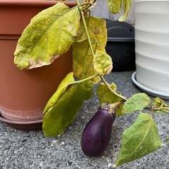 (無料)ナスの苗2株の画像