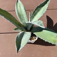 アガベ・ウィンテリアーナ　※予定者決定の画像