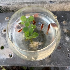 お引き取り様決定！小さな水槽とグッピーの淡水魚6匹  無料　キャンセル待ちでお願いします。の画像