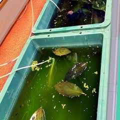 メダカに🍂柿の葉🍃害菌から守れる.抗菌効果葉🍂室内.家外のメダカ飼育に.越冬準備に！５０枚！の画像