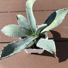 アガベ・ウィンテリアーナ　※予定者決定の画像