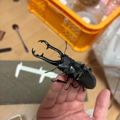 ギラファノコギリクワガタ94mmの画像