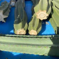 柱サボテンの画像