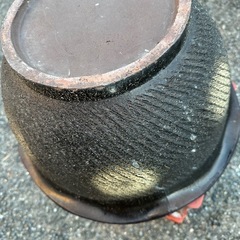 メダカの鉢　金魚　水草の画像