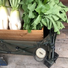 ダイコン　の画像