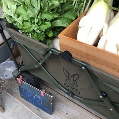 ダイコン　の画像