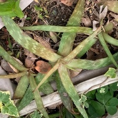 アロエ　抜き苗の画像