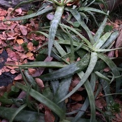 アロエ　抜き苗の画像