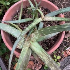 アロエ　抜き苗の画像