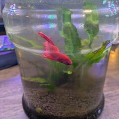 ベタ生体飼育セットの画像