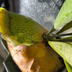 [相談中]　観葉植物　ビカクシダ　ネザーランドの画像