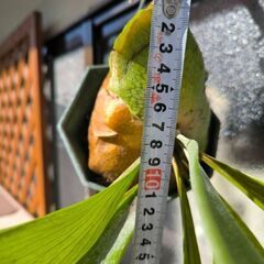 [相談中]　観葉植物　ビカクシダ　ネザーランドの画像