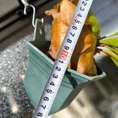 [相談中]　観葉植物　ビカクシダ　ネザーランドの画像