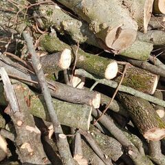 薪　伐採(柿、コブシなど)の画像