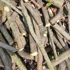 薪　伐採(柿、コブシなど)の画像