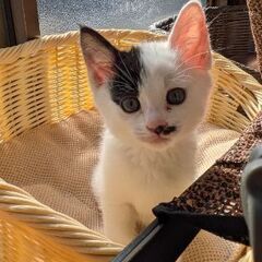 （至急）里親様募集