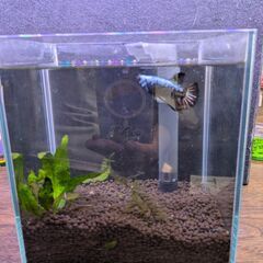 ベタ飼育セット上等品Verの画像