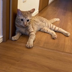 おてんばちゃん