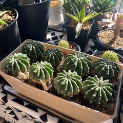 サボテン（８個セット）の画像