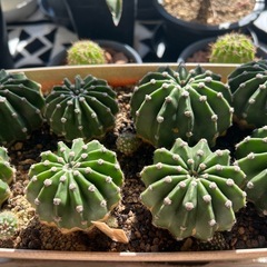 サボテン（８個セット）の画像