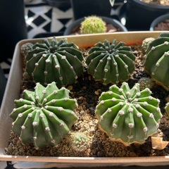 サボテン（８個セット）の画像