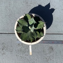 アガベ シュリベイマグナの画像