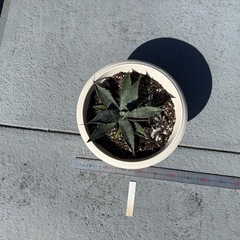 アガベ・ハバディアーナの画像