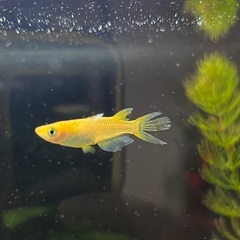 メダカ5匹の画像