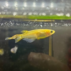 メダカ5匹の画像