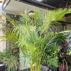 観葉植物　アレカヤシ　高さ２１０センチの画像
