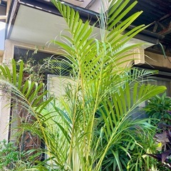 観葉植物　アレカヤシ　高さ２１０センチの画像