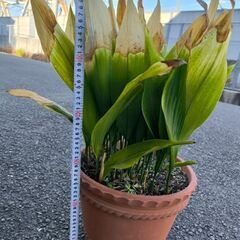 植物　ハランの画像