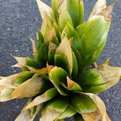 植物　ハランの画像